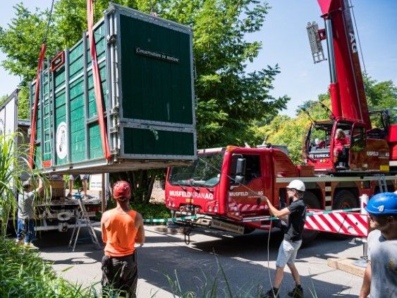 Panzernashorn-Transport im Zoo Basel (Bilder: Copyright 2022 Zoo Basel - Alle Rechte vorbehalten)