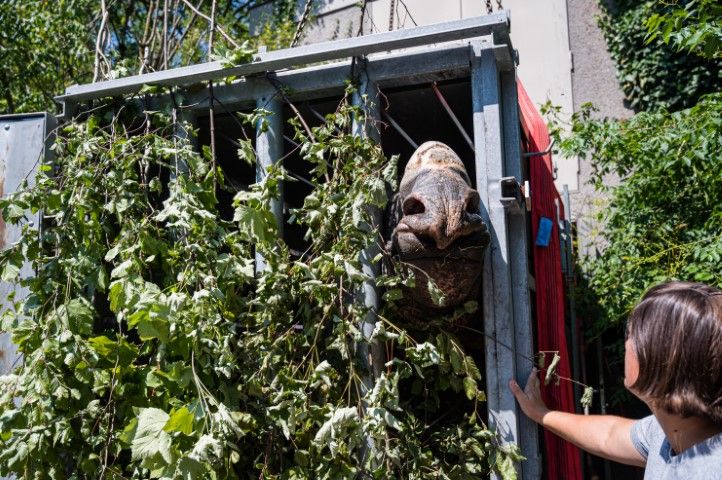 Panzernashorn-Transport im Zoo Basel (Bilder: Copyright 2022 Zoo Basel - Alle Rechte vorbehalten)